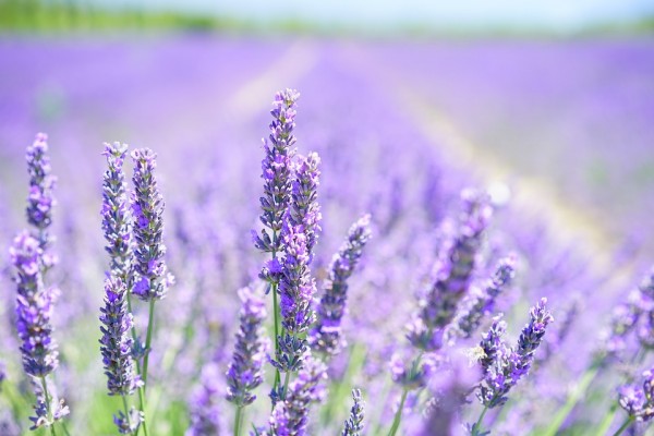 lavender-blossom-1595581_960_720-600x400